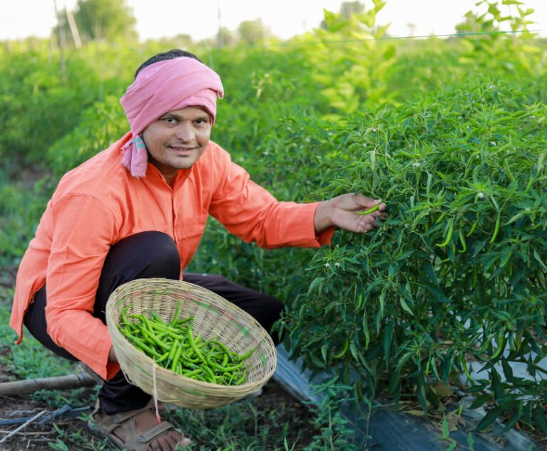 Why Pesticide Free Vegetables in Gurugram Are Worth Every Extra Rupee