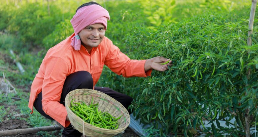 Why Pesticide Free Vegetables in Gurugram Are Worth Every Extra Rupee